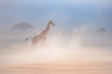 The giraffe dance2 Poster och Canvastavla