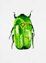 Green June beetle or Cotinis nitida Poster och Canvastavla