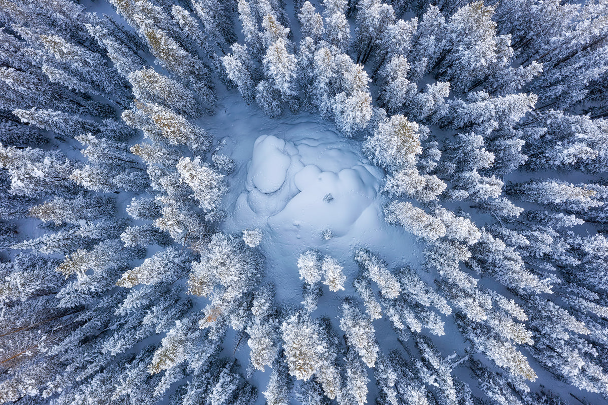 Forest in Winter Poster och Canvastavla
