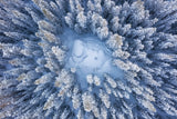 Forest in Winter Poster och Canvastavla