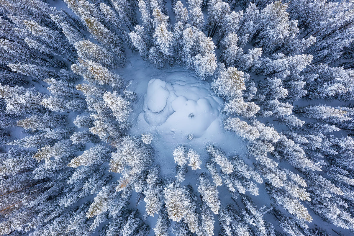Forest in Winter Poster och Canvastavla