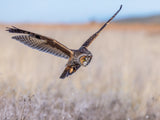 Long-eared owl Poster och Canvastavla
