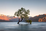 wanaka tree Poster och Canvastavla