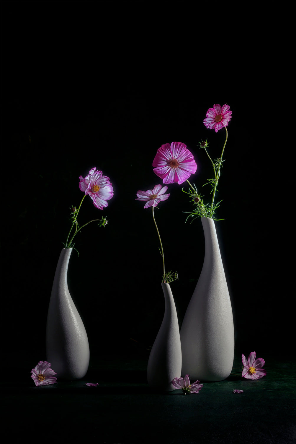 Elegant Cosmos Poster och Canvastavla