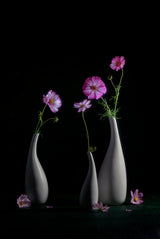 Elegant Cosmos Poster och Canvastavla