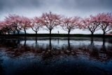 Spring rain Poster och Canvastavla