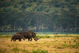 Nakuru Family Poster och Canvastavla