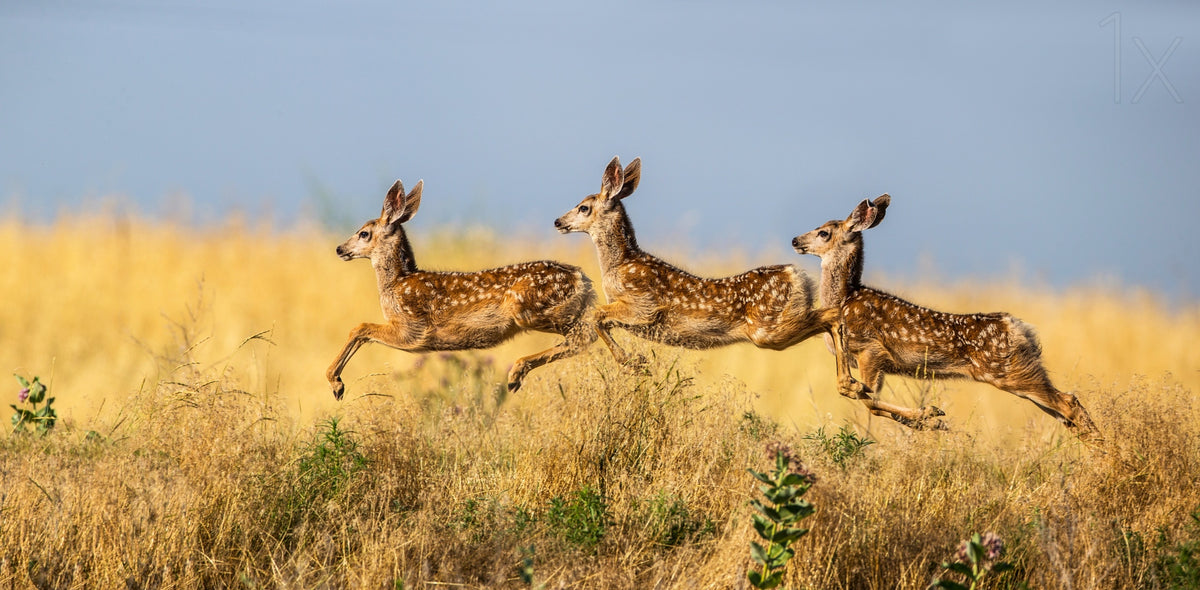 Tripple Jump Poster och Canvastavla