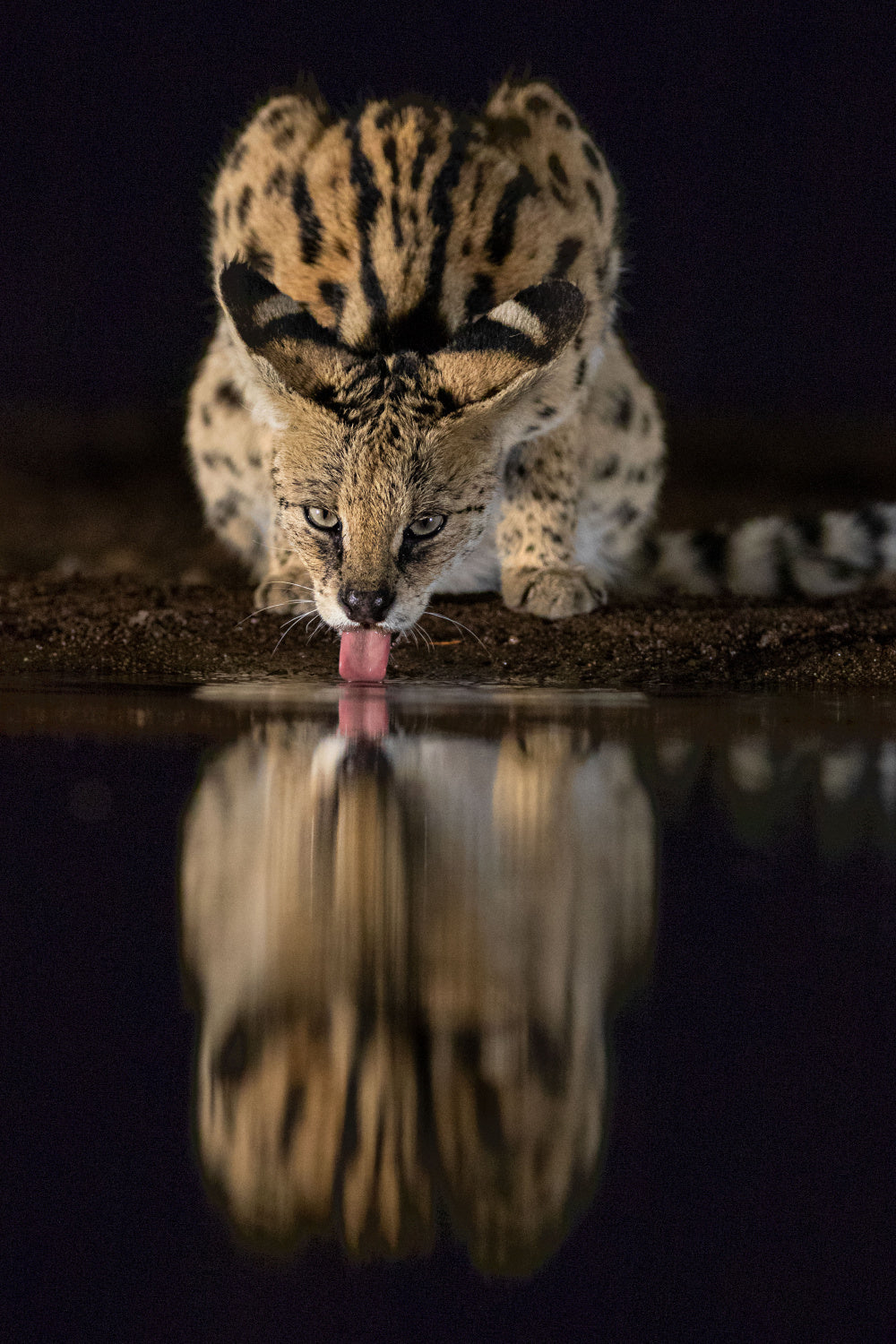 The serval Poster och Canvastavla