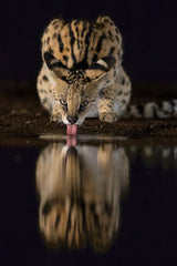 The serval Poster och Canvastavla