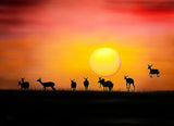 Impala Crepuscule Poster och Canvastavla