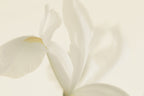 White Iris Flower Close Up Poster och Canvastavla
