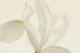 White Iris Flower Close Up Poster och Canvastavla