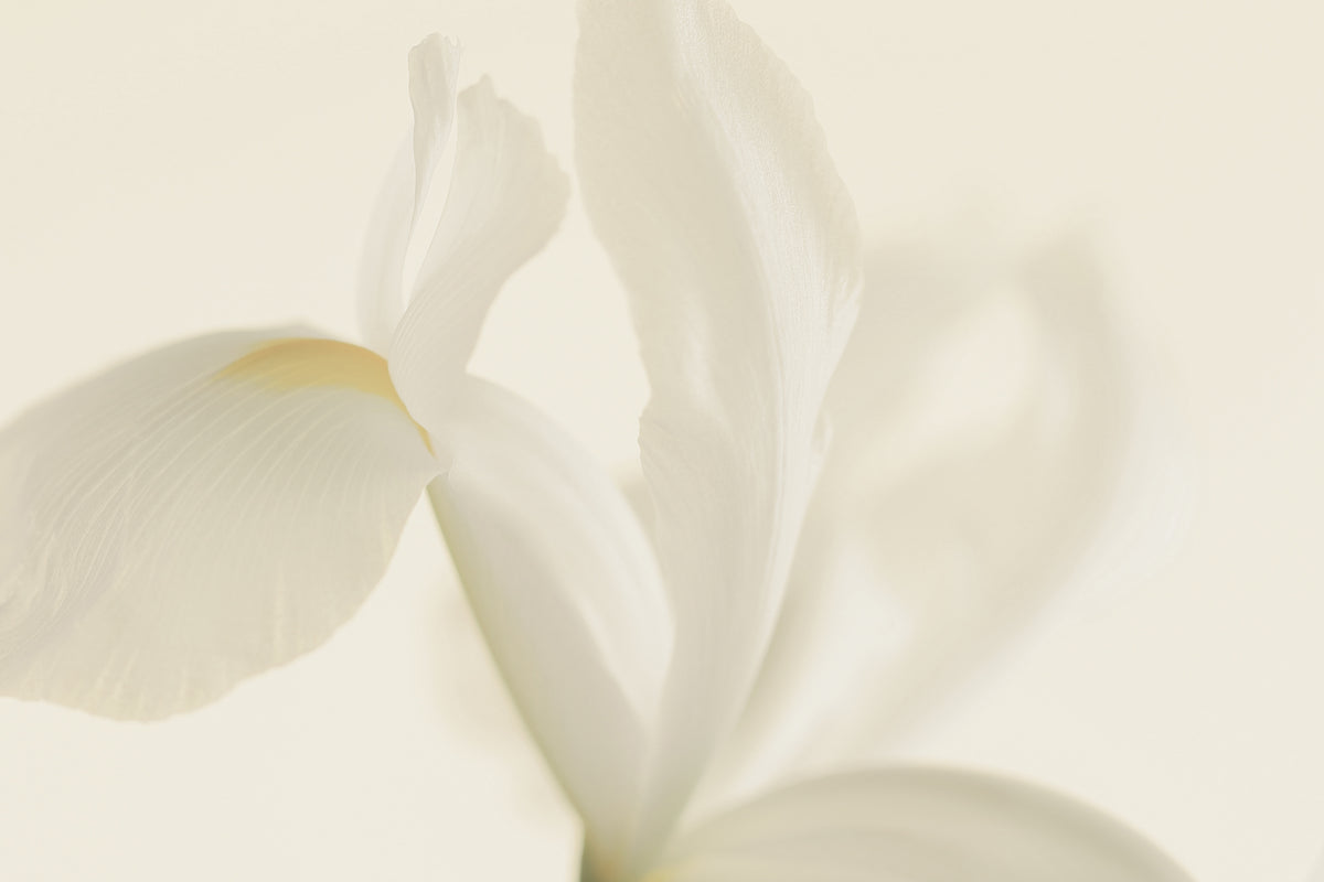 White Iris Flower Close Up Poster och Canvastavla