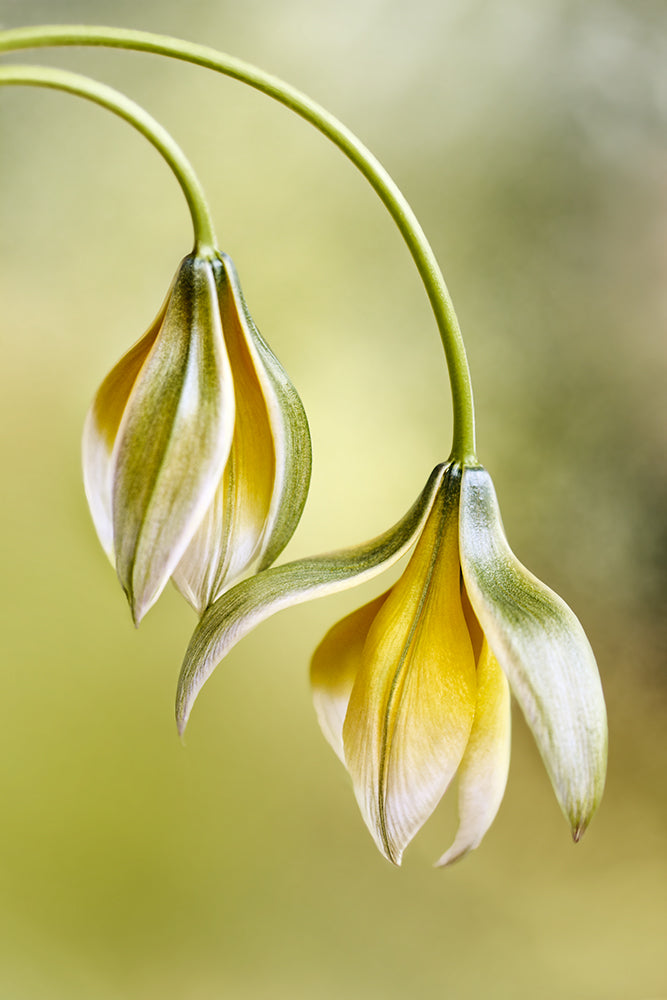 Tulipa Poster och Canvastavla