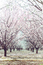 Almond Orchard Poster och Canvastavla