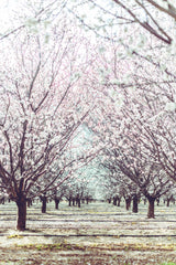 Almond Orchard Poster och Canvastavla