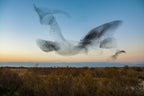 El Vuelo Poster och Canvastavla