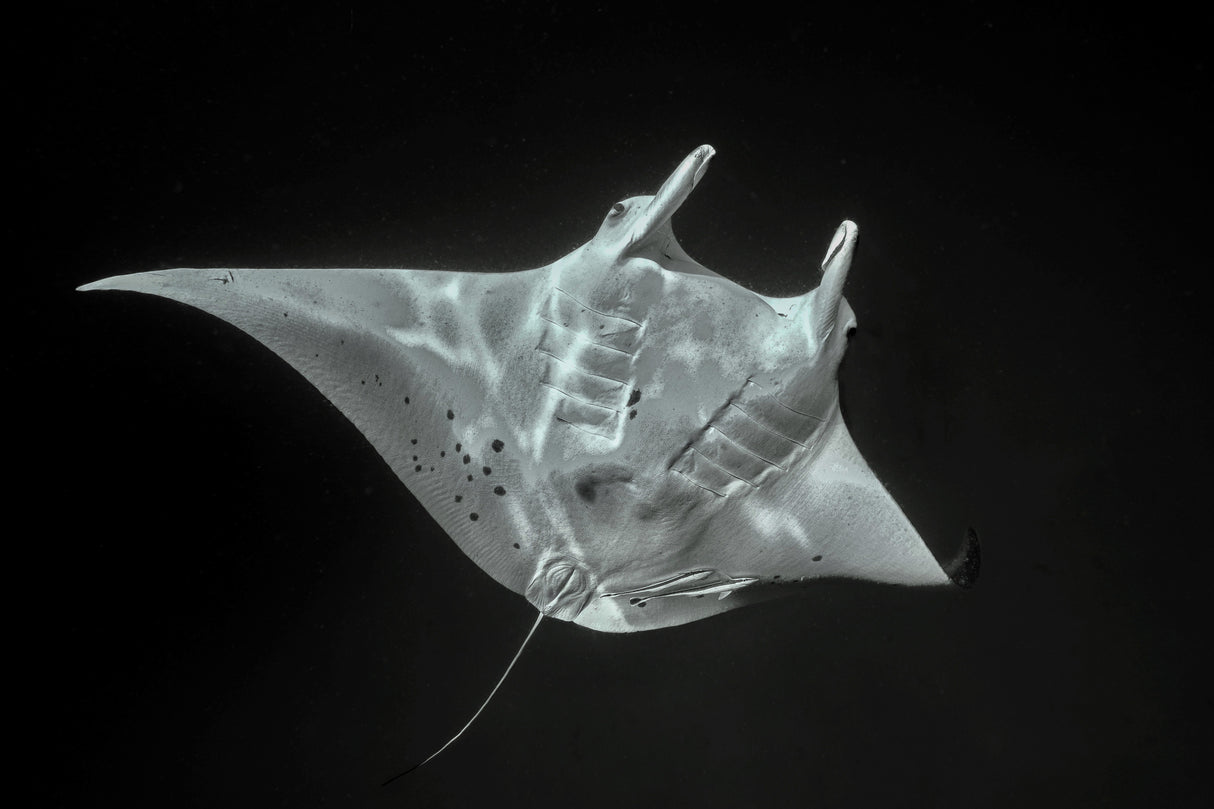 Fly of the deep Poster och Canvastavla