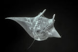 Fly of the deep Poster och Canvastavla