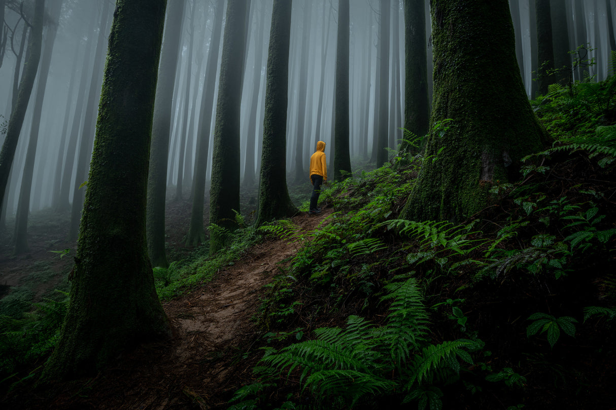 The man in the woods Poster och Canvastavla
