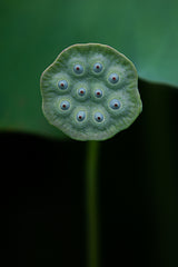 A lotus Poster och Canvastavla