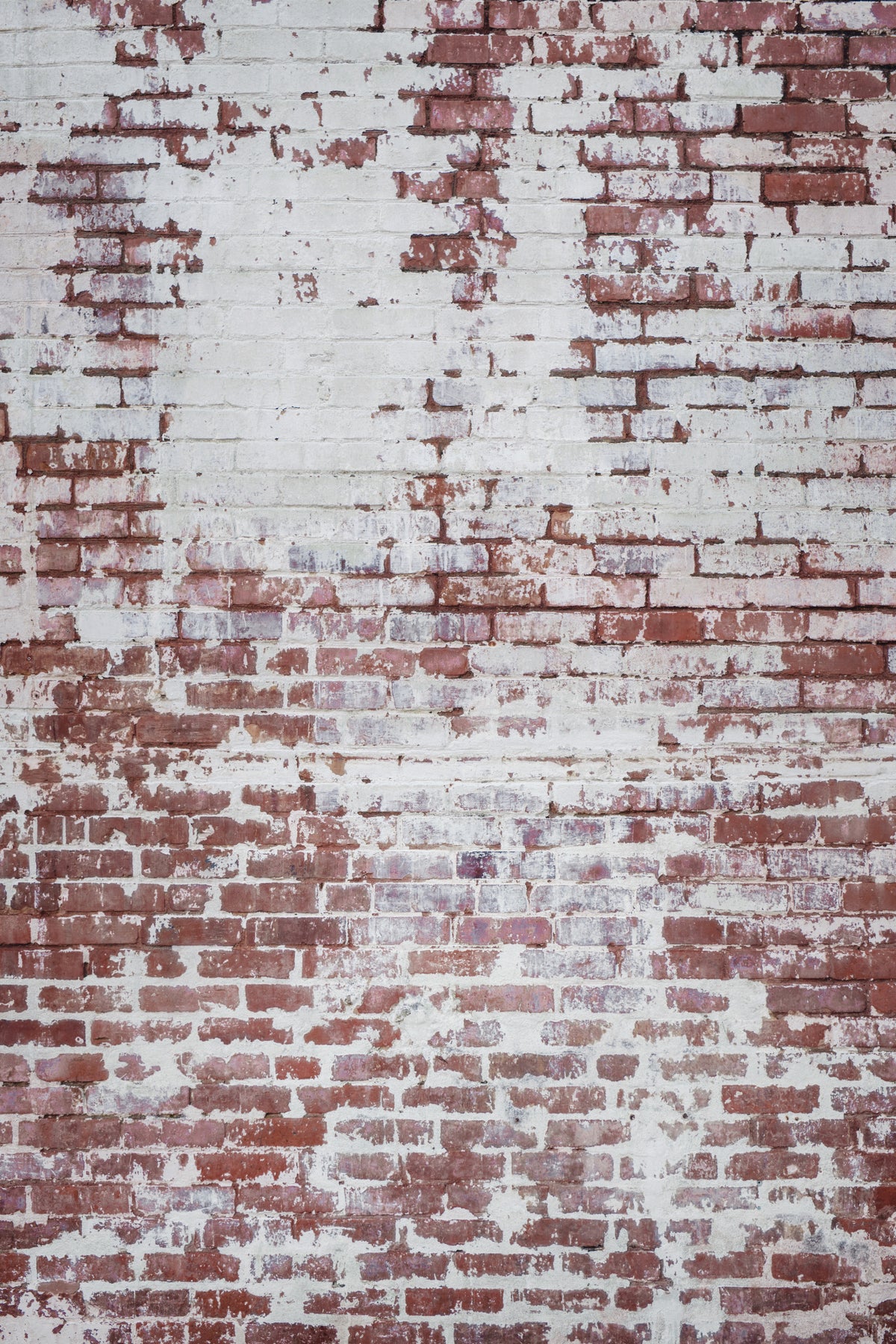Brick Wall Poster och Canvastavla
