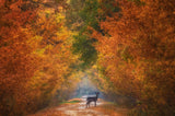 Autumn fantasy Poster och Canvastavla