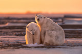 Polar bears at sunset Poster och Canvastavla
