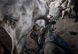 The cow accepts that the mundari child drinks the milk from its udders. Poster och Canvastavla