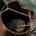Look who is hiding here Poster och Canvastavla