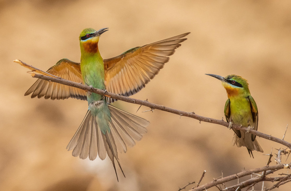 bee eaters landing Poster och Canvastavla