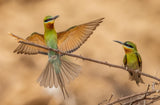 bee eaters landing Poster och Canvastavla
