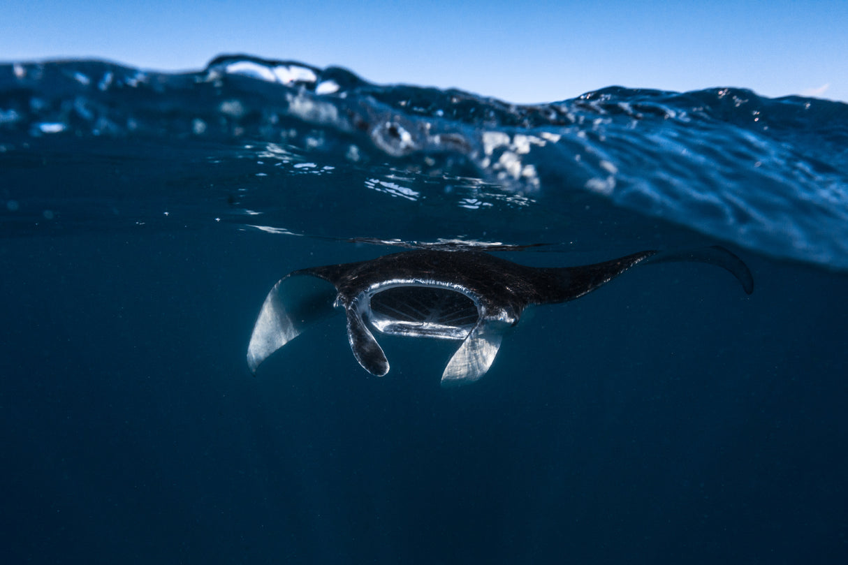 Manta ray Poster och Canvastavla