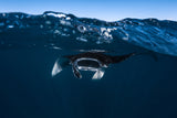 Manta ray Poster och Canvastavla