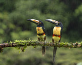 Collared Aracaris in the rains Poster och Canvastavla