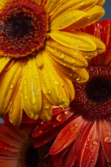 Gerbera flowers and water drops Poster och Canvastavla