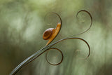 Snail and Leaves Poster och Canvastavla