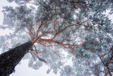 Winter tree lines Poster och Canvastavla