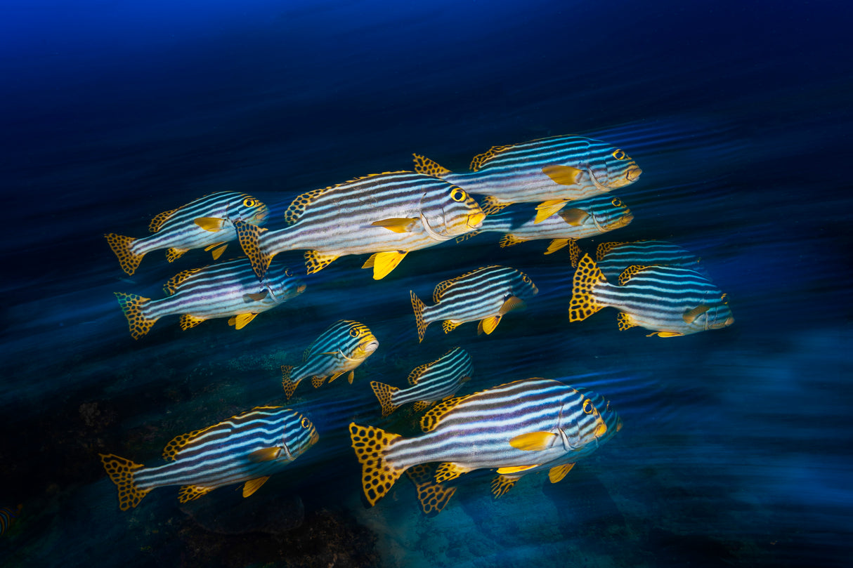 Oriental sweetlips Poster och Canvastavla