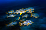 Oriental sweetlips Poster och Canvastavla