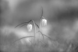 Out of the Mist Poster och Canvastavla