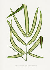 Pteris Cretica Leaf Illustration Poster och Canvastavla