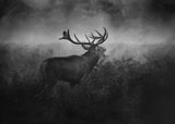 The Dark Side of the Woods... Poster och Canvastavla