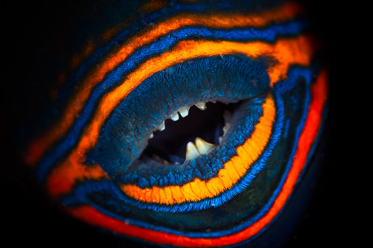 Orange-lined triggerfish Poster och Canvastavla