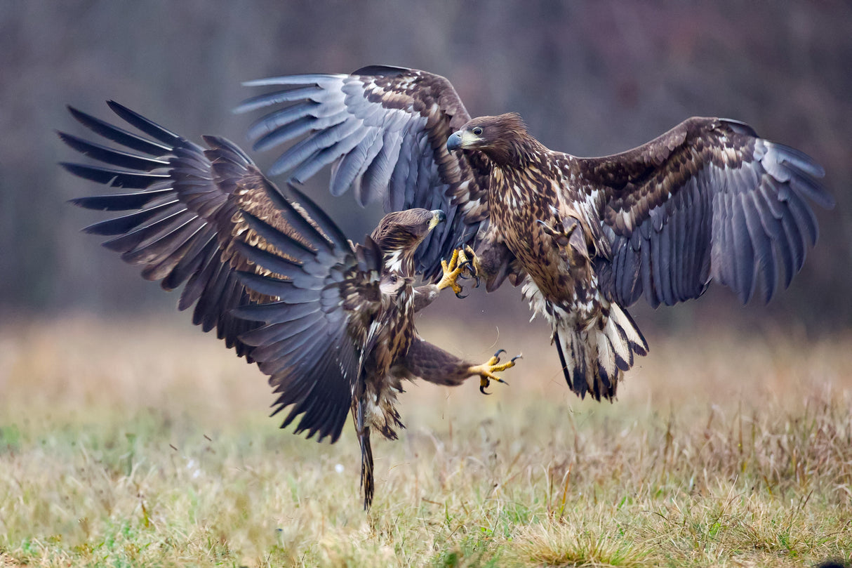 Eagle fights Poster och Canvastavla