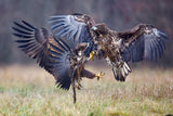 Eagle fights Poster och Canvastavla
