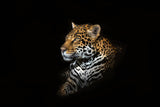 Jaguar Portrait Poster och Canvastavla