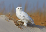 Male snowy owl Poster och Canvastavla