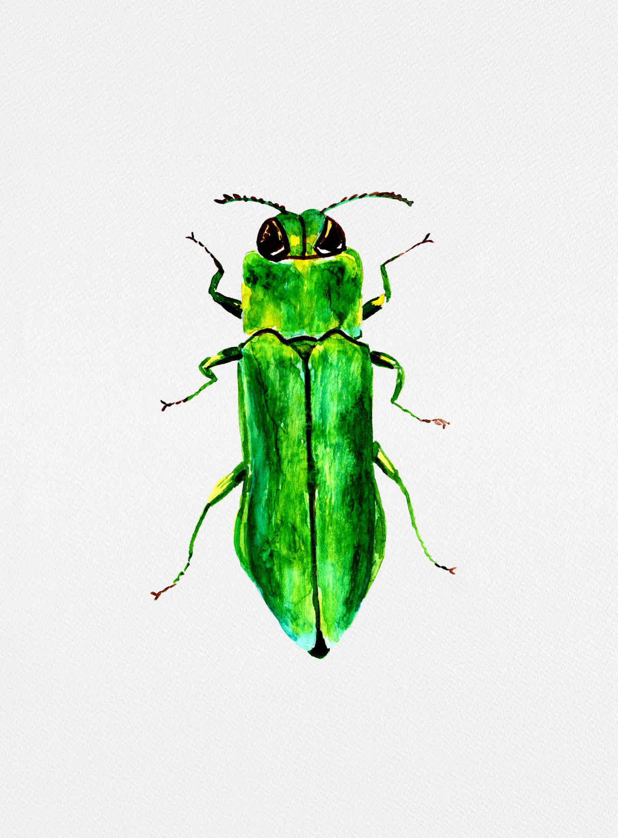 Jewel beetle or Agrilus angustulus Poster och Canvastavla